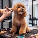 How Much Money is in Dog Grooming?
