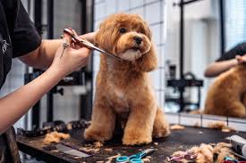 How Much Money is in Dog Grooming?